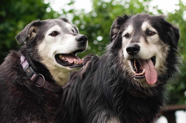Meet the Golden Retriever & Alaskan Malamute mix dogs