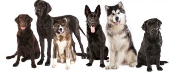 Pack of Malamute mixes