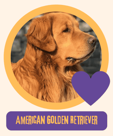 American Golden Retriever