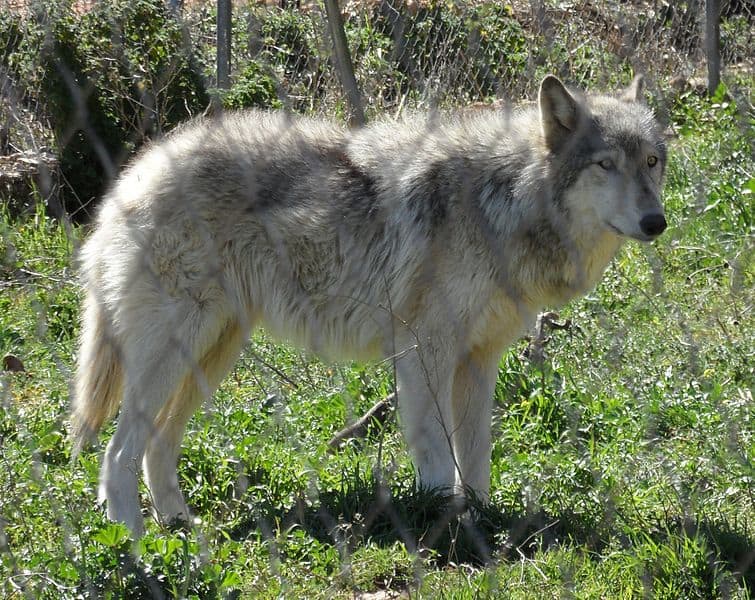 Meet the Arctic Wolf & Alaskan Malamute mix