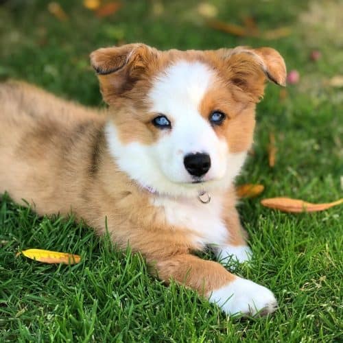 Is the Australian Shepherd mix a good family dog? K9 