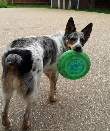 Meet Roscoe, the Australian Blue Heeler