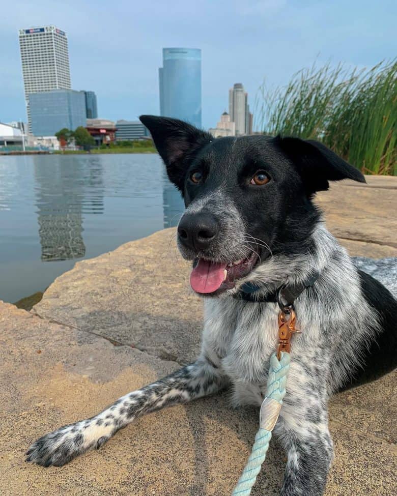 Is the Australian Shepherd Blue Heeler mix right for you? - K9 Web