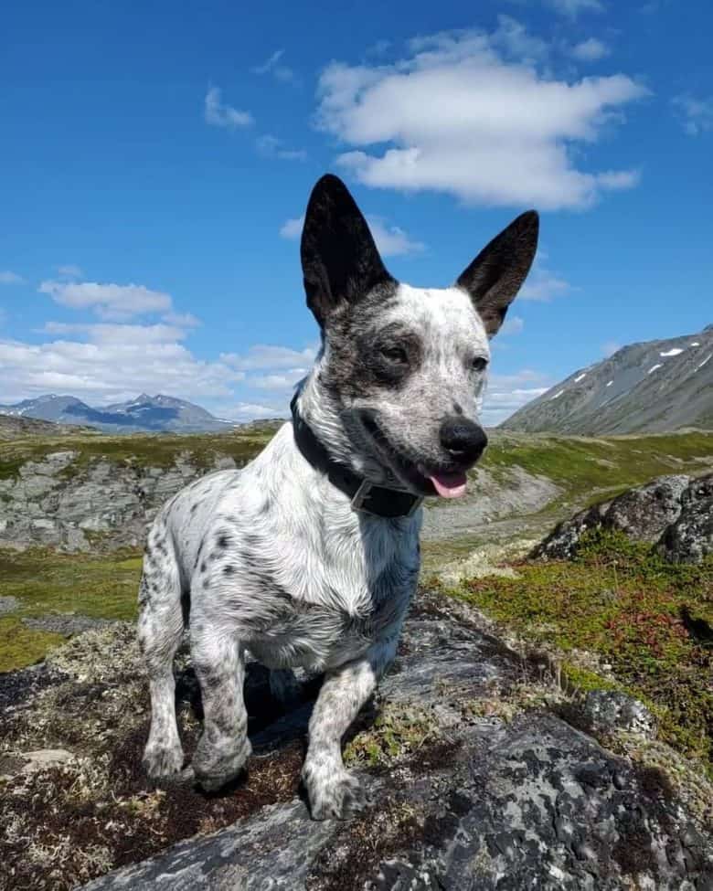 australian cattle dog blue heeler mix