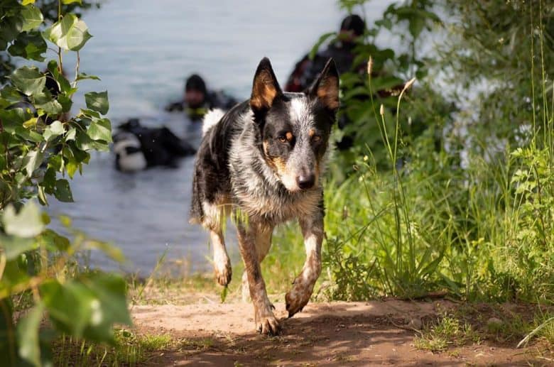 Exercising Australian Heelers