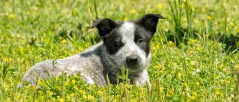 Meet the Australian Shepherd Blue Heeler mix