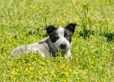 Meet the Australian Shepherd Blue Heeler mix