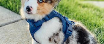 Meet the Australian Shepherd Corgi mix