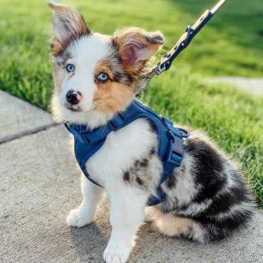 Meet the Australian Shepherd Corgi mix