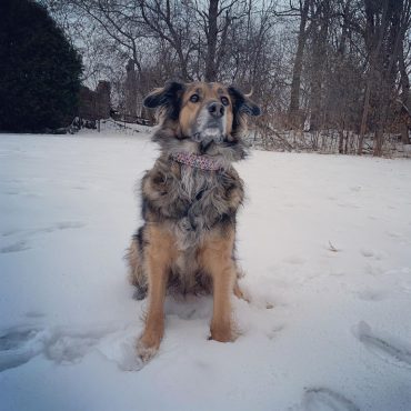 Meet Mila, the Australian Shepherd German Shepherd mix