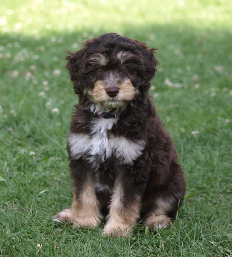 Mee the Australian Shepherd Poodle mix
