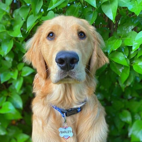 Do You Know All the Different Types of Golden Retrievers? - K9 Web