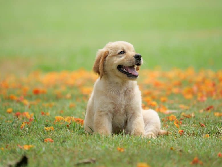 Best Golden Retriever names