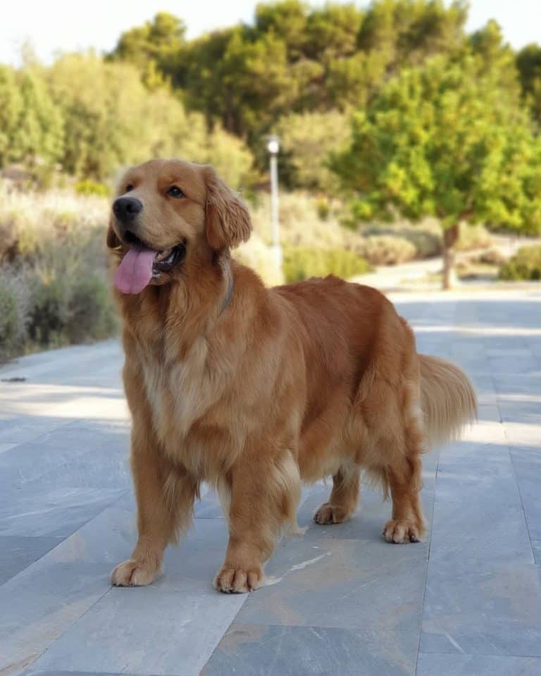 Kennen Sie die verschiedenen Arten von Golden Retrievern? Mex Alex