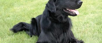 Black Flat-Coated Retriever