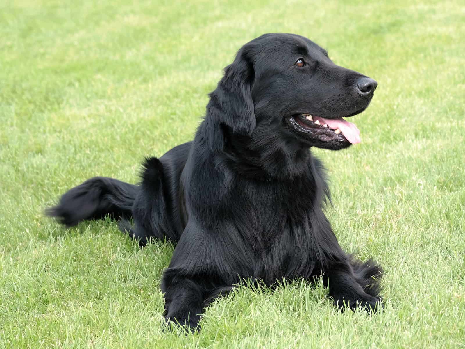 black haired golden retriever