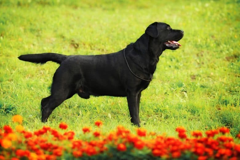 Meet the black Labrador Retriever