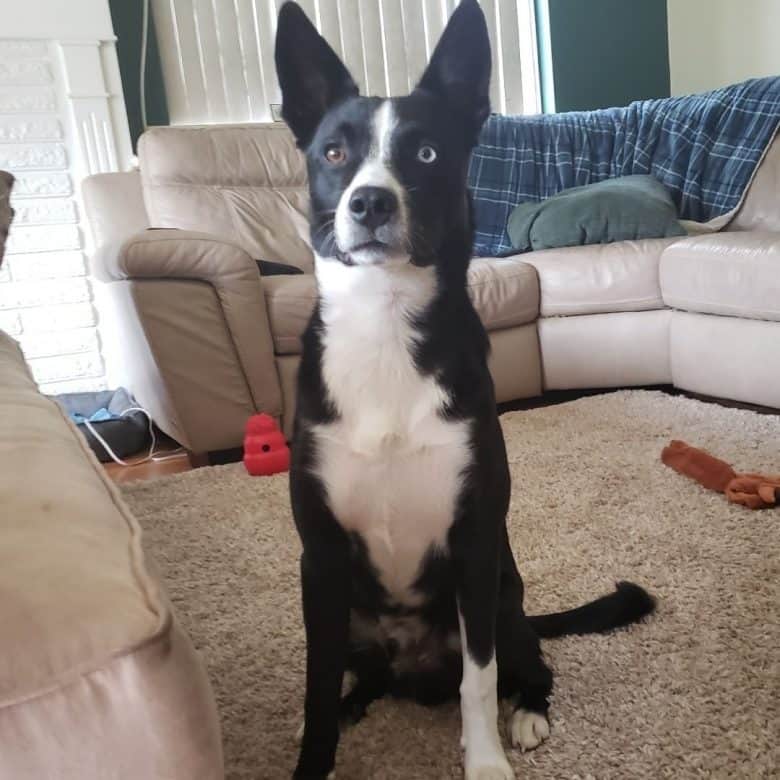 Meet Bomber, the Australian Shepherd Blue Heeler mix