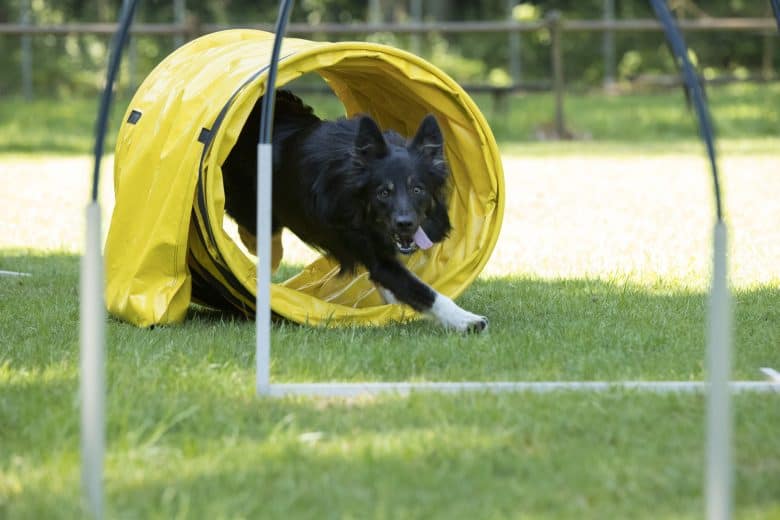 Meet the Border Collie