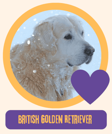 British Golden Retriever