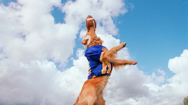 Meet Buddy, the Golden Retriever