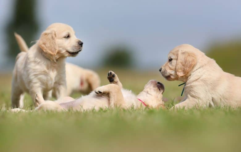 Pack of English Golden Retriever puppies