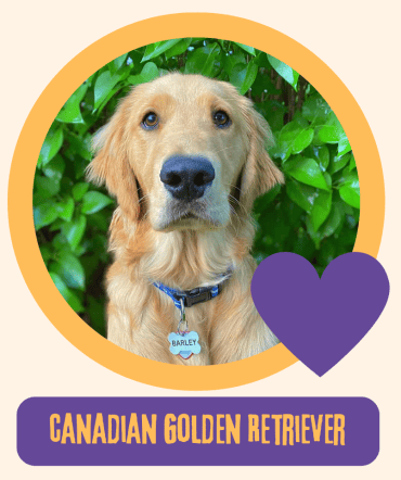 Canadian Golden Retriever