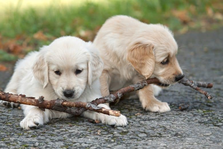 Meet the Canadian Golden Retriever puppies