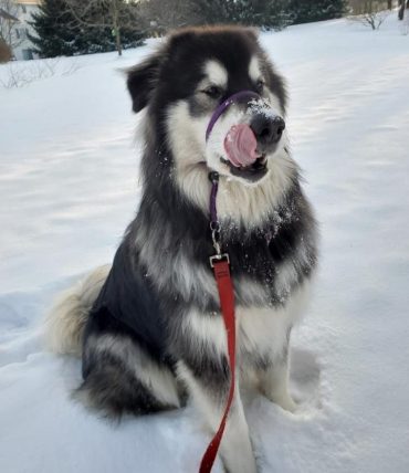 A Giant Alaskan Malamute enjoying the snow