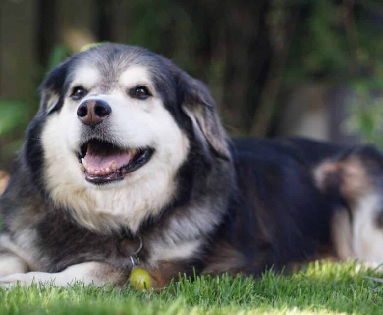 Meet the Corgi & Alaskan Malamute mix