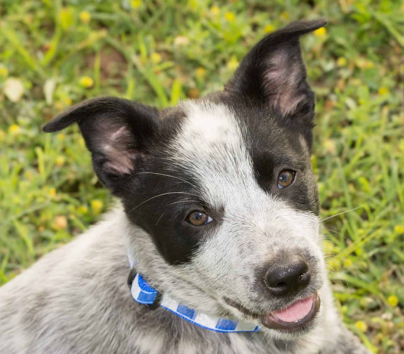 Is the Australian Shepherd Blue Heeler mix right for you? K9 
