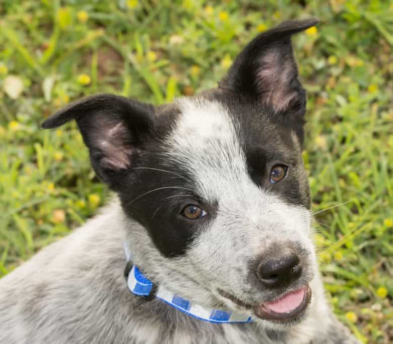 Is The Australian Shepherd Blue Heeler Mix Right For You K9 Web Is The Australian Shepherd Blue Heeler Mix Right For You K9 Web