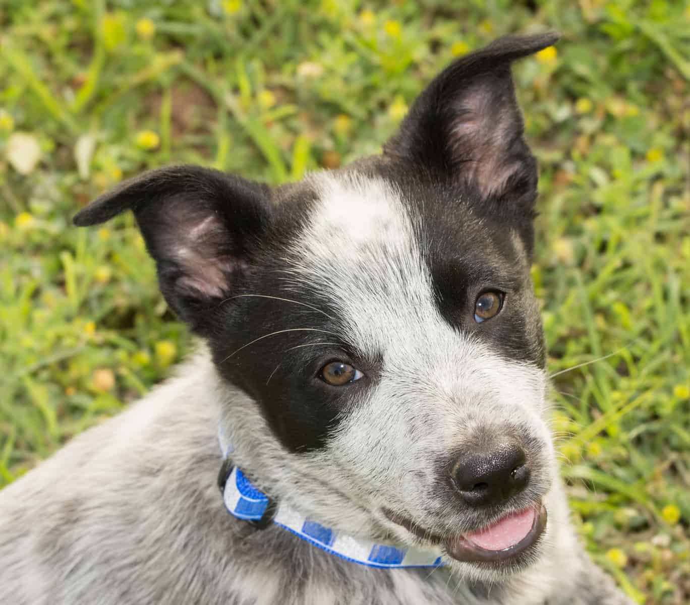 Is the Australian Shepherd Blue Heeler mix right for you? - K9 Web