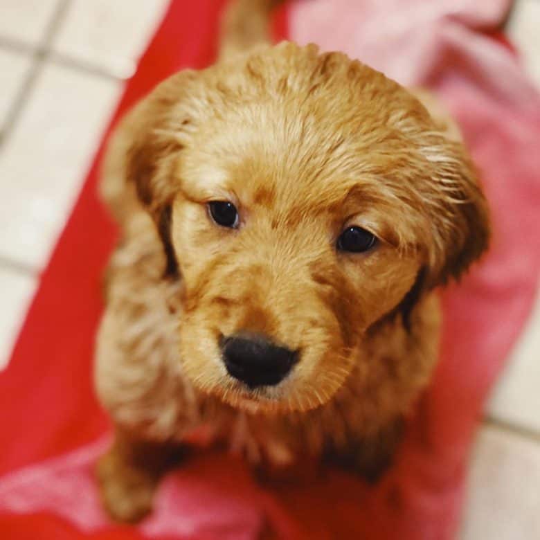 Cute Red Golden Retriever puppy