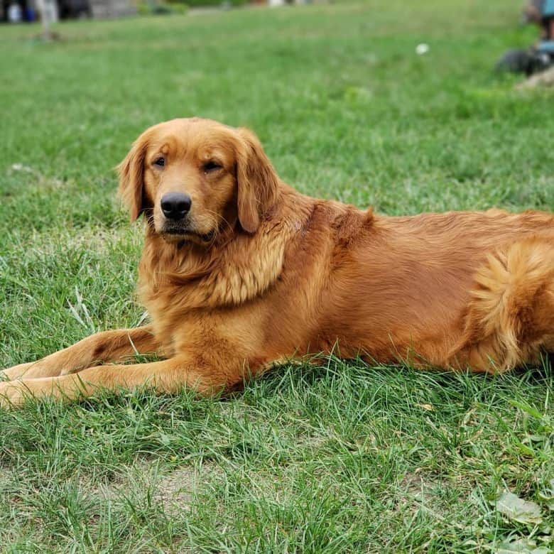 dark retriever