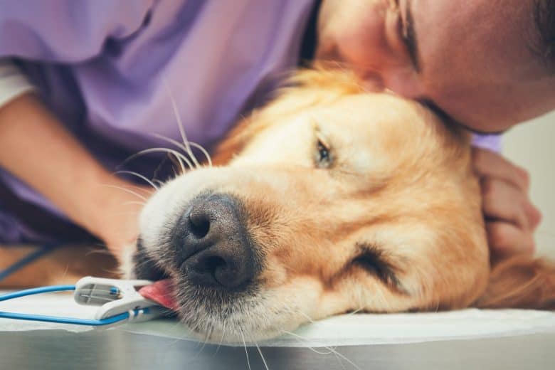 A Vet is doing a routine check-up for English Golden Retriever
