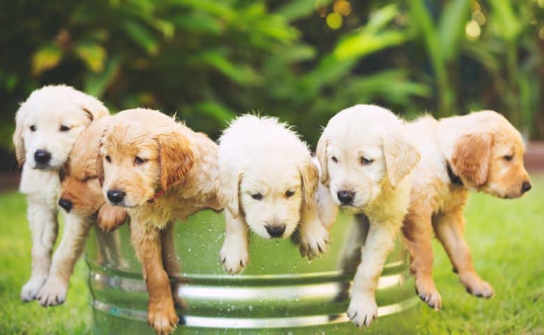 Meet the adorable English Golden Retriever puppies