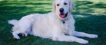Meet the English Golden Retriever