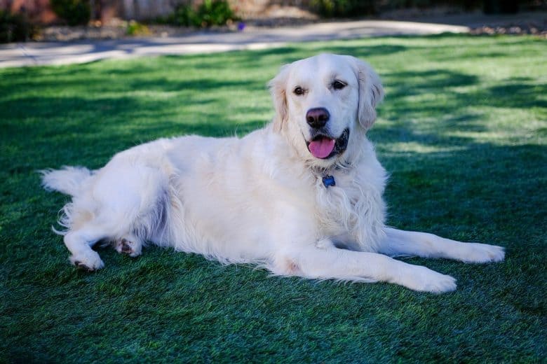 Meet the English Golden Retriever