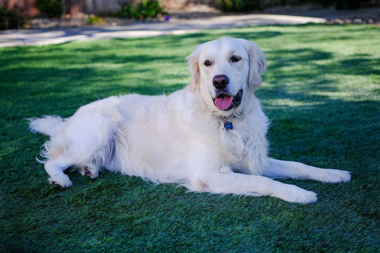 can golden retrievers have white on them