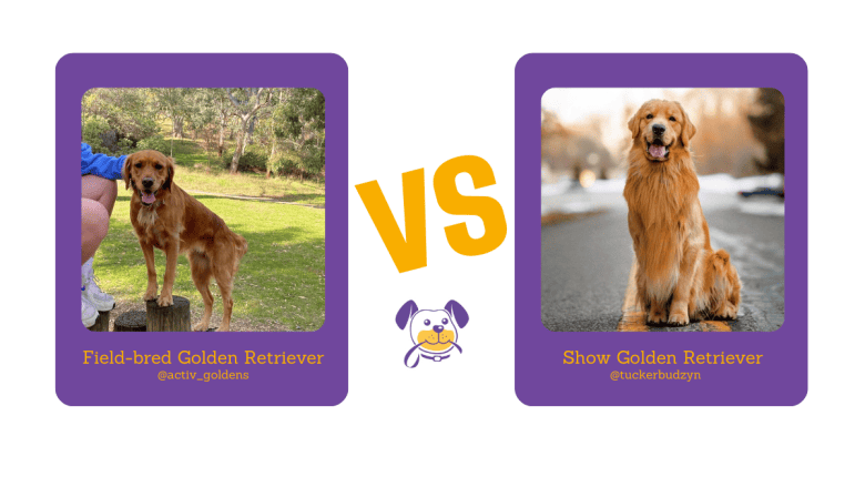 Field-bred Golden Retriever vs Show Golden Retriever