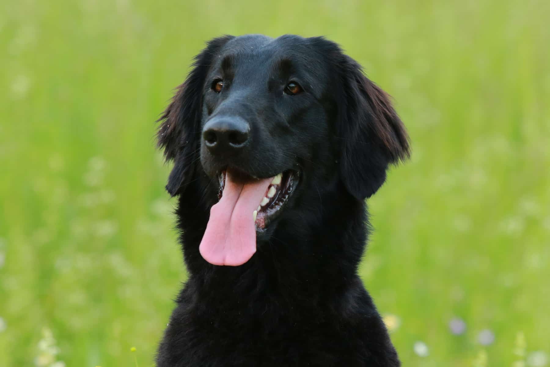 Do you know all the different types of Golden Retrievers? K9 Web