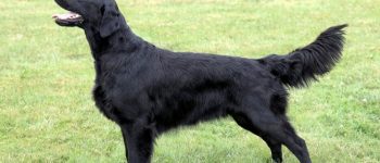 Flat-Coated Retriever