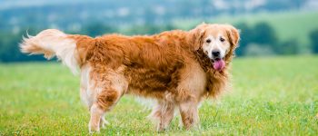Golden Retriever 101