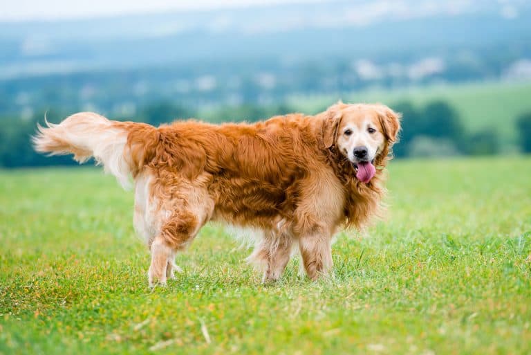 Everything You Need to Know About the Golden Retriever K9 