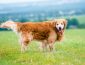 Everything You Need to Know About the Golden Retriever