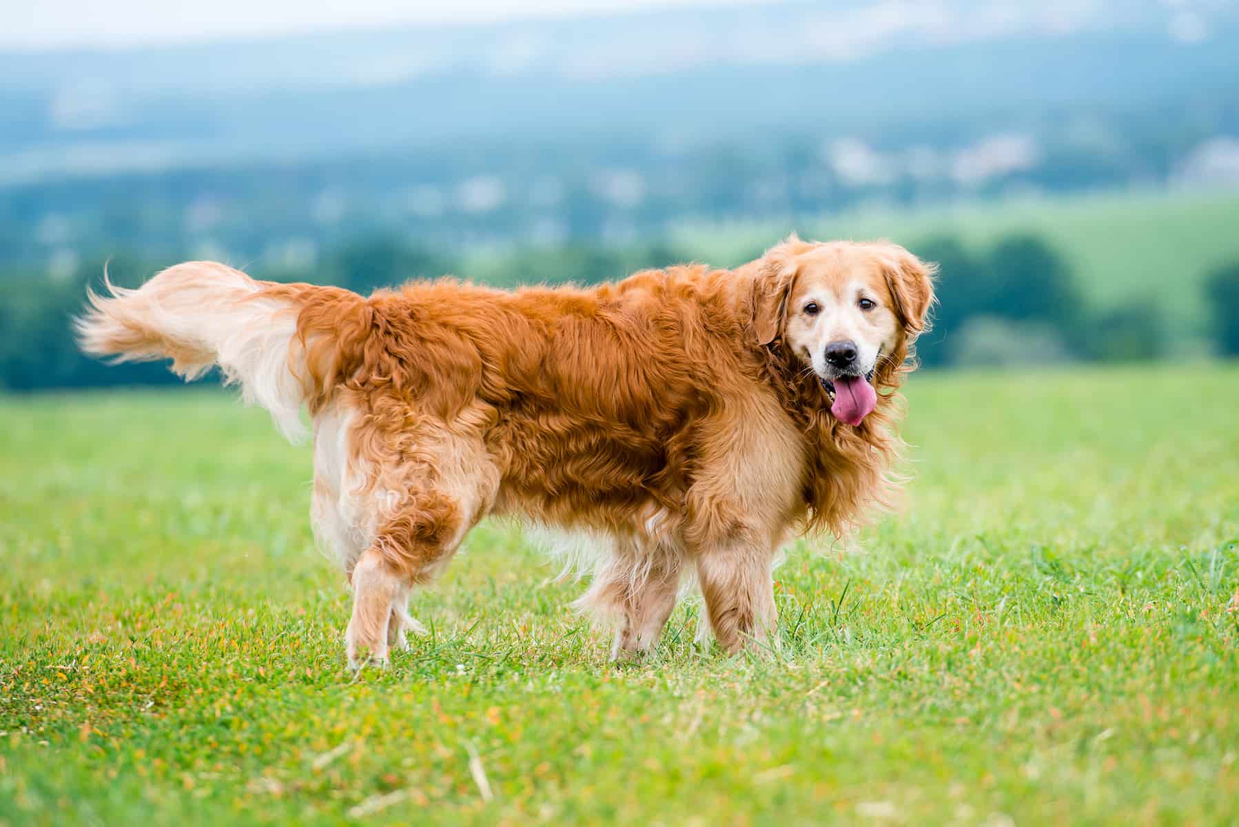 can golden retrievers have white on them