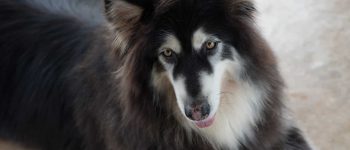 Meet the Giant Alaskan Malamute