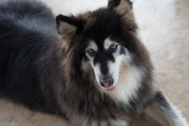 Meet the Giant Alaskan Malamute