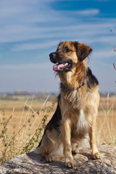 leonberger collie mix